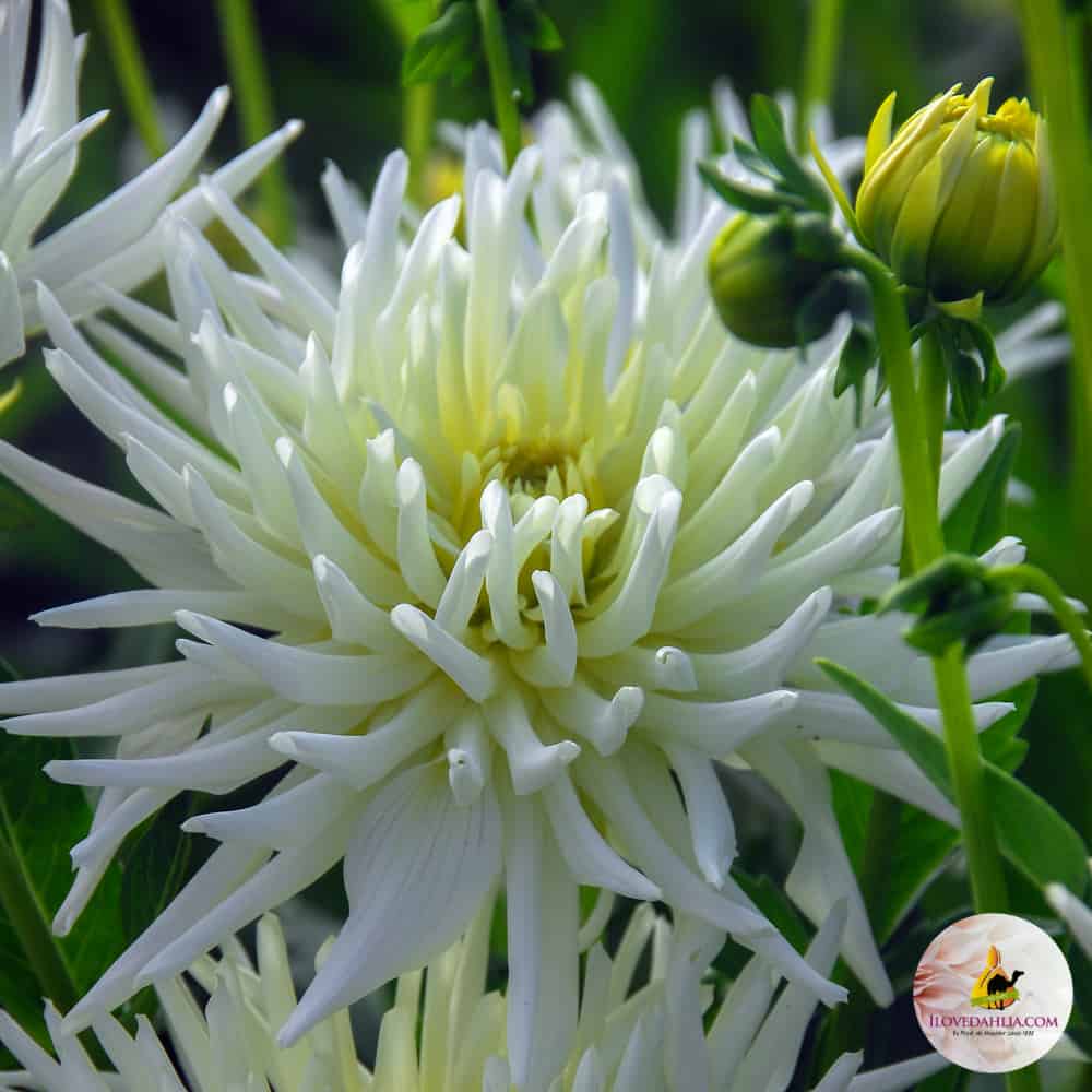 ilovedahlia - buy - dahlia