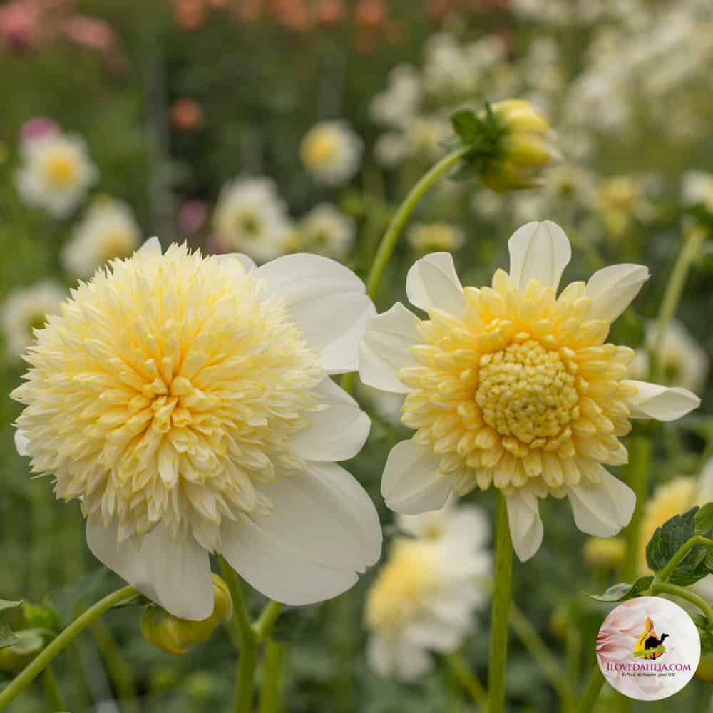 ilovedahlia - buy - dahlia