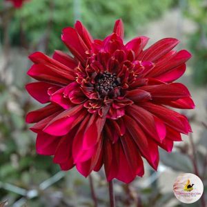 ilovedahlia - buy - dahlia