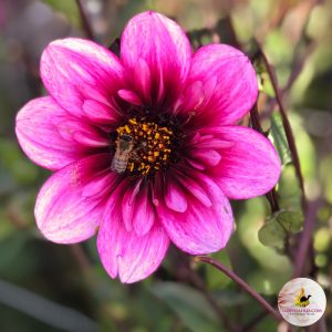 ilovedahlia - kopen - dahlia