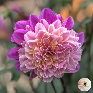 ilovedahlia - kopen - dahlia