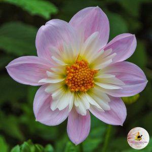ilovedahlia - kopen - dahlia