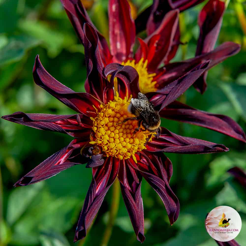 ilovedahlia - buy - dahlia