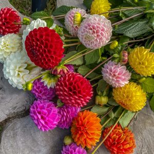 ilovedahlia - kopen - dahlia