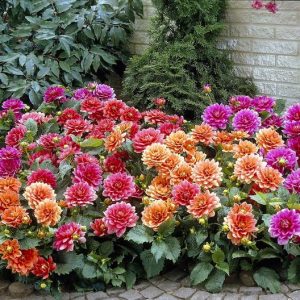 ilovedahlia - collection -dahlia border