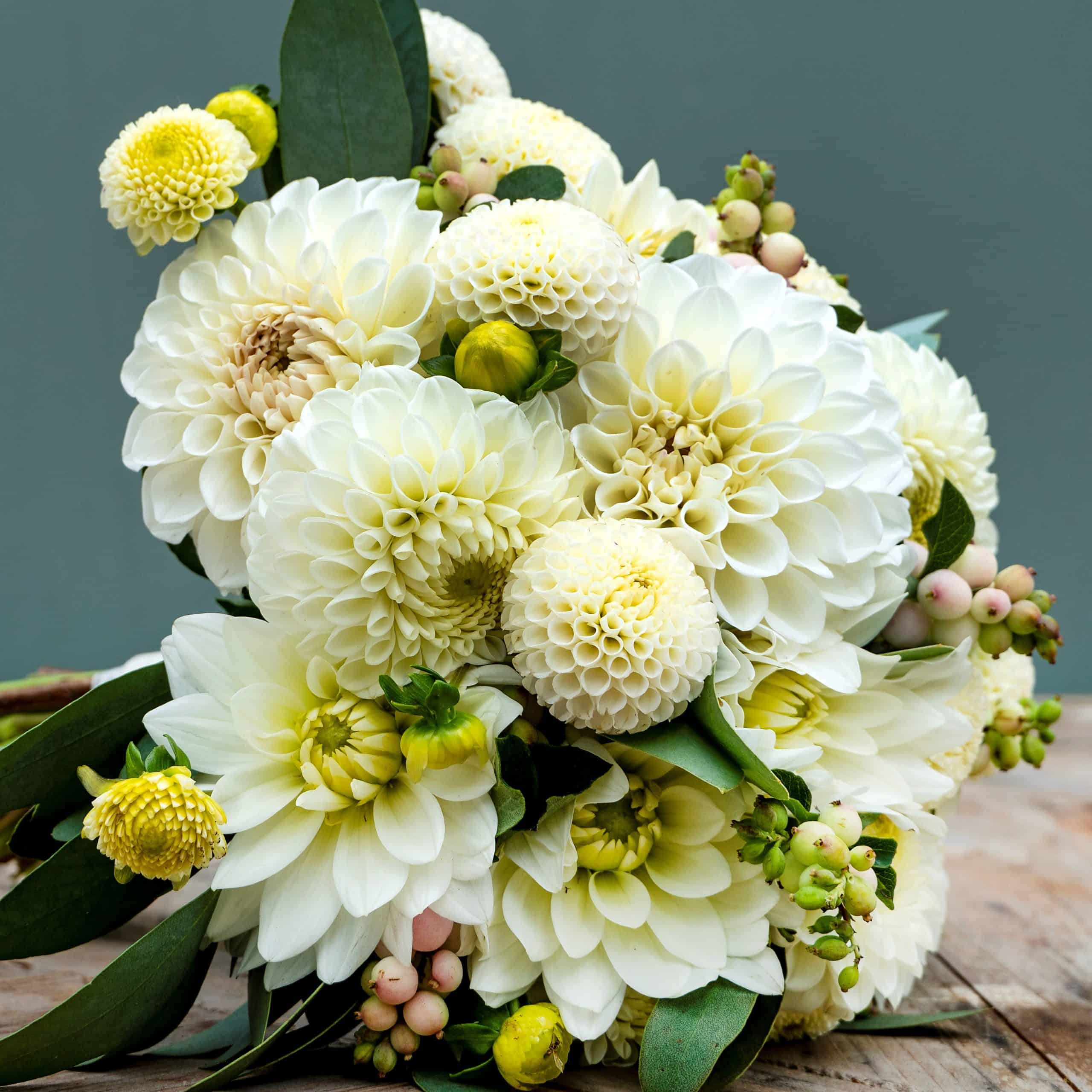 Ilovedahlia - The white Collection