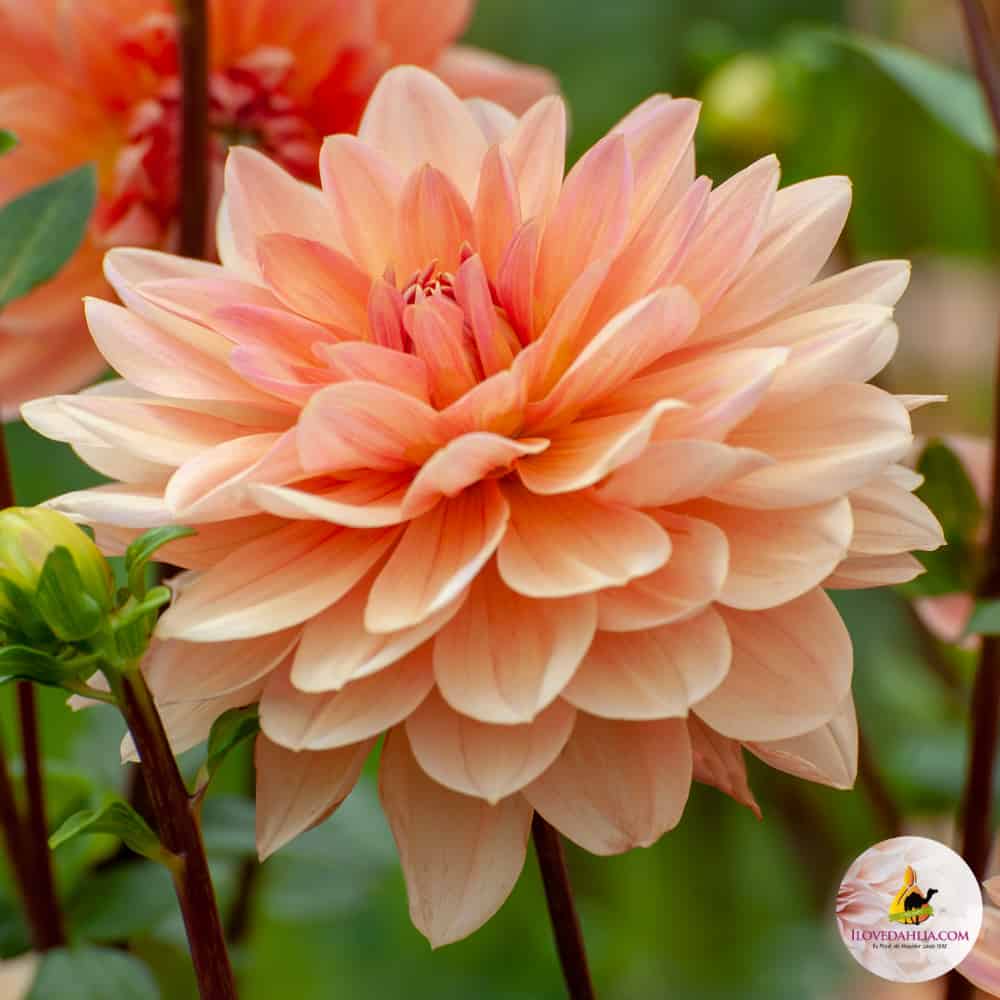 Dahlia Apricot Desire