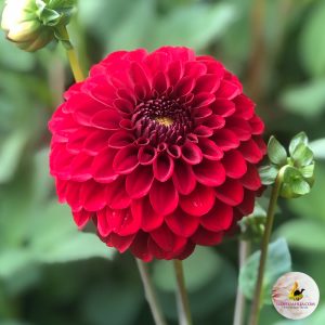 Dahlia Bizon Red