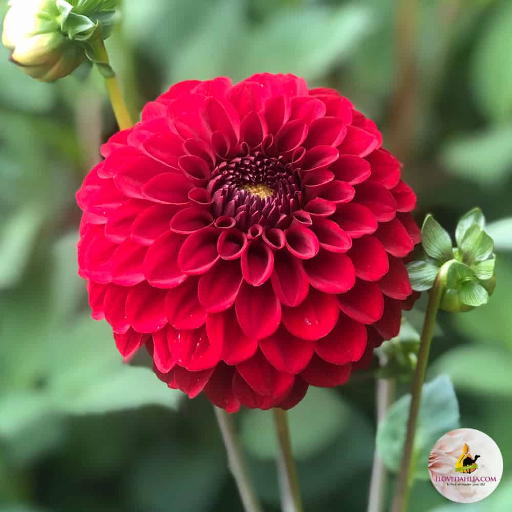 Dahlia Bizon Red