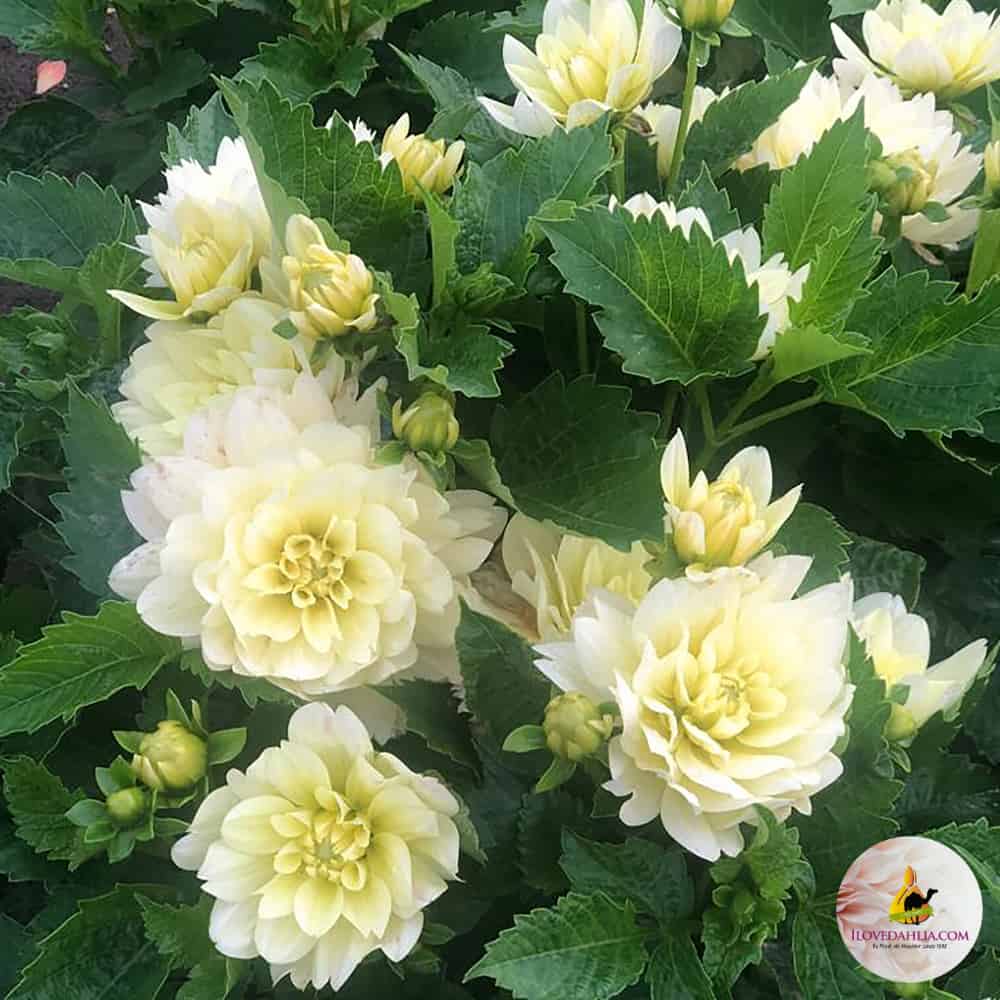 Dahlia Berliner Lemon
