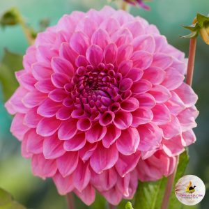 Dahlia Caravaggio