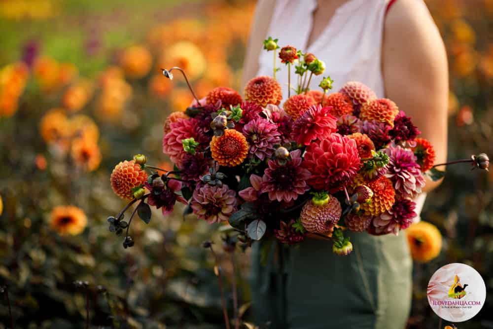 Alice Autumn Dahlia Collection - Image 2