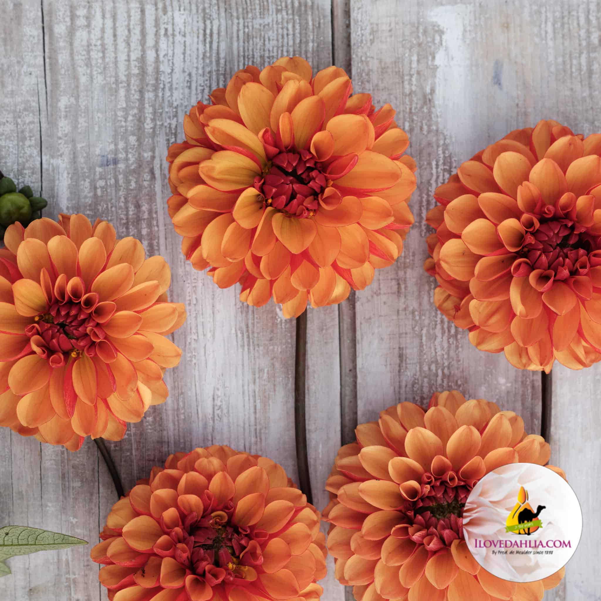 Dahlia American Sunset