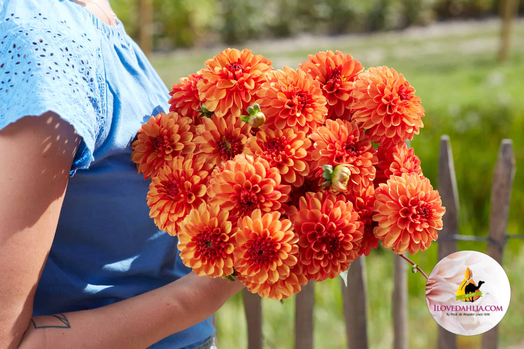 Dahlia American Sunset