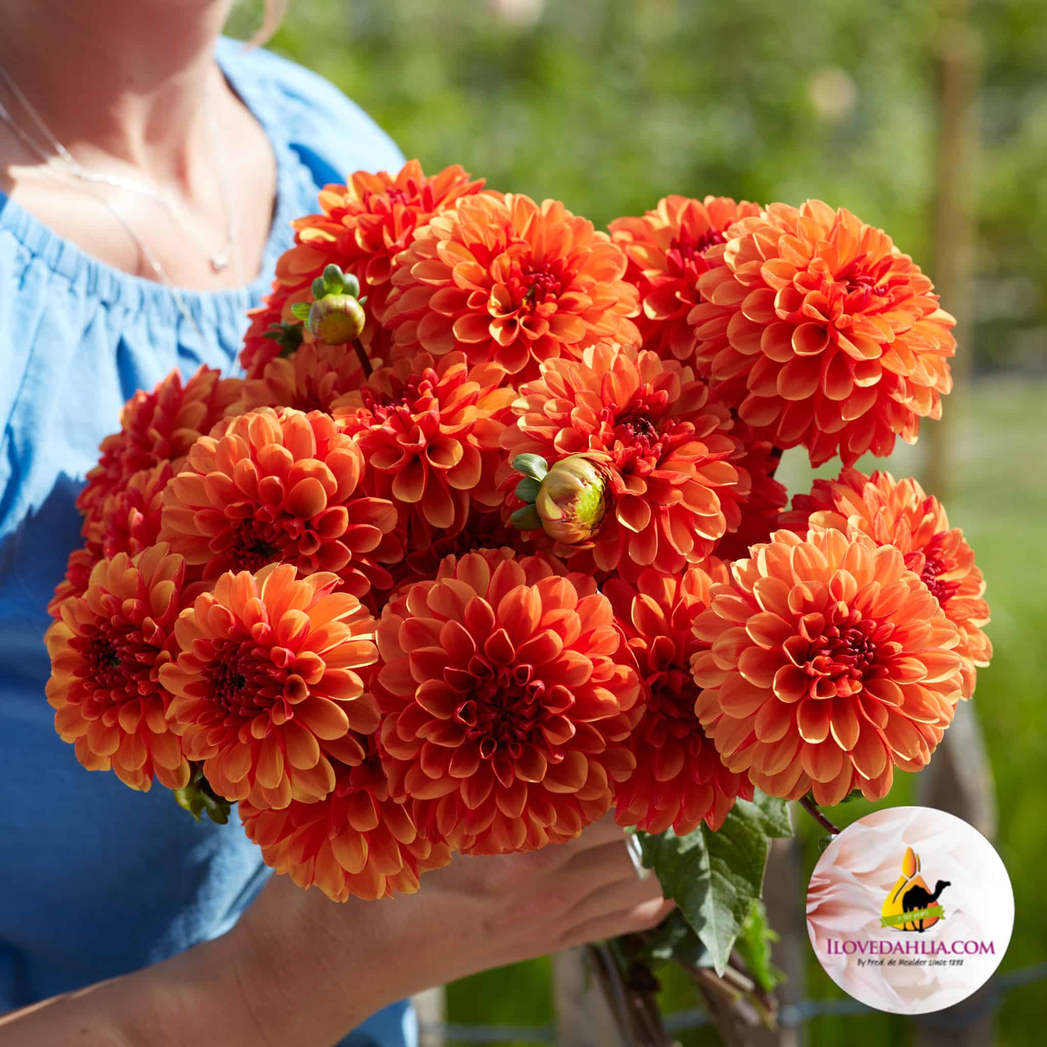 Dahlia American Sunset