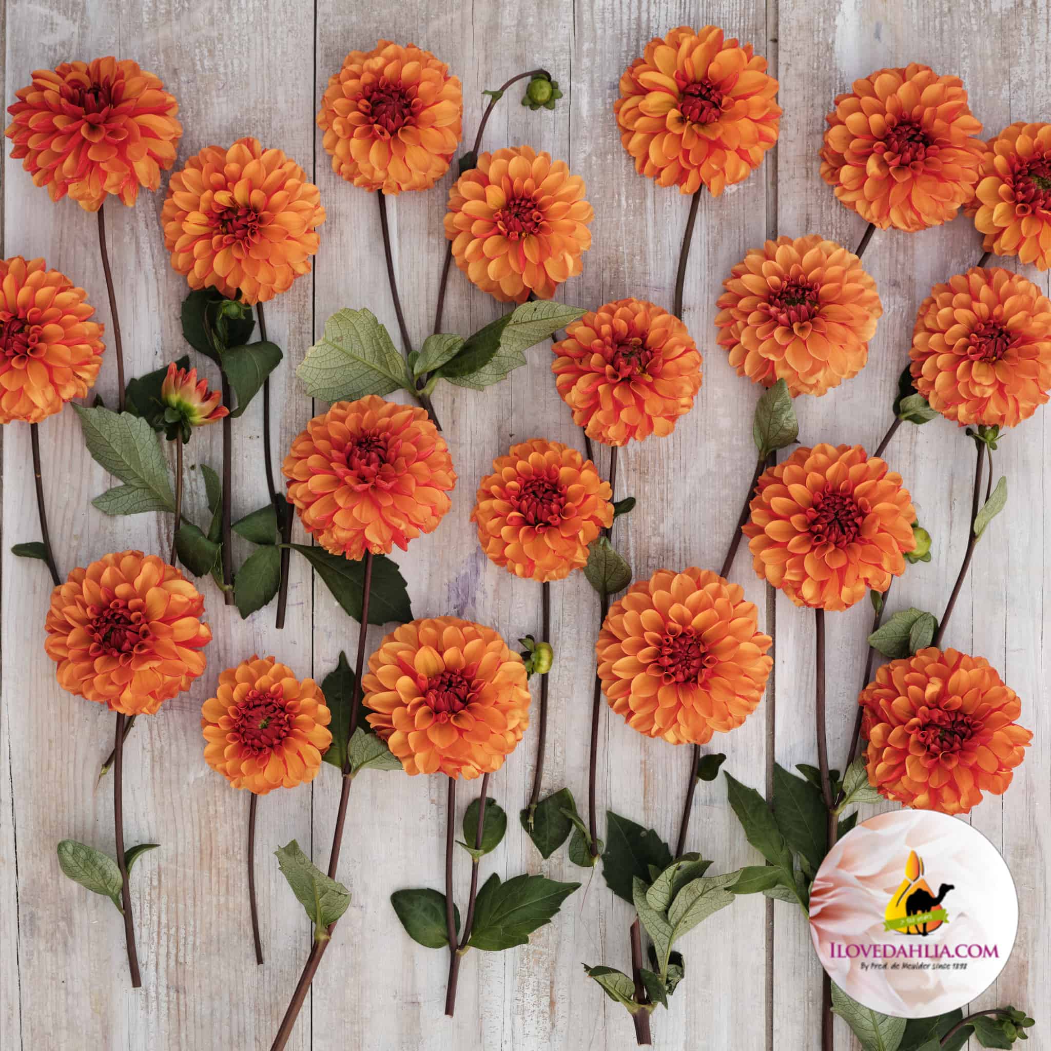 Dahlia American Sunset