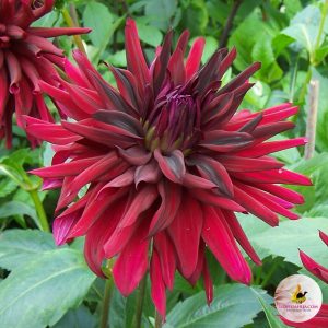 Dahlia Black Narcissus