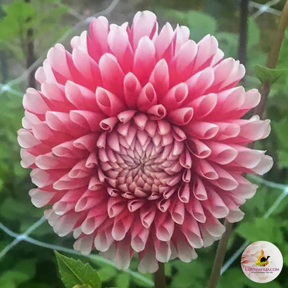 Dahlia Chimacum Luke