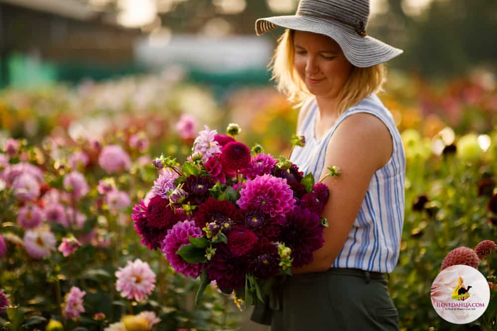 Julie, pink and purple dahlia collection - Image 3