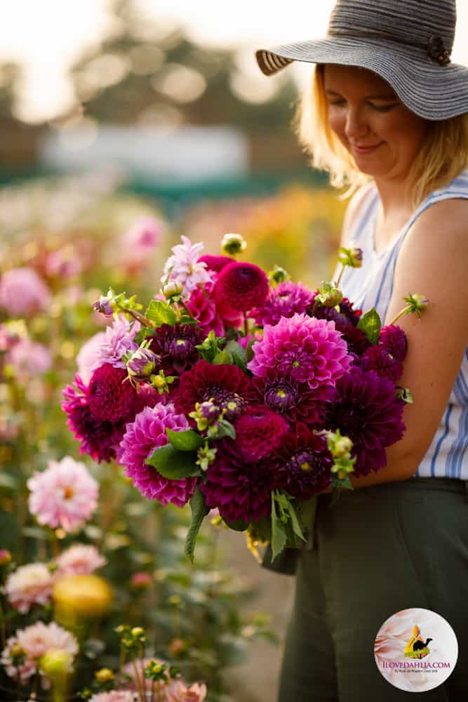 Julie, pink and purple dahlia collection - Image 2