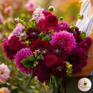 Dahlia Collection Julie (MdB)