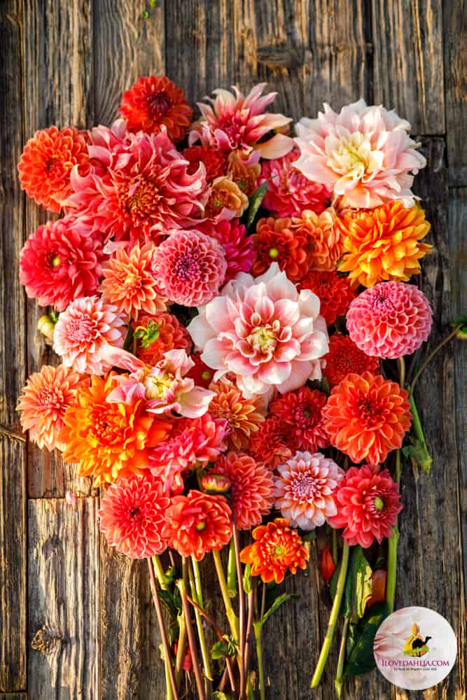 Stephanie, Salmon Peach Dahlia Collection - Image 3