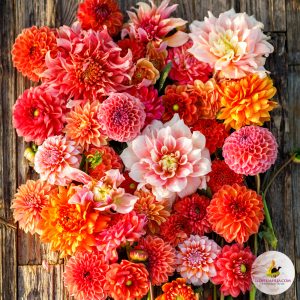 Dahlia Salmon Peach