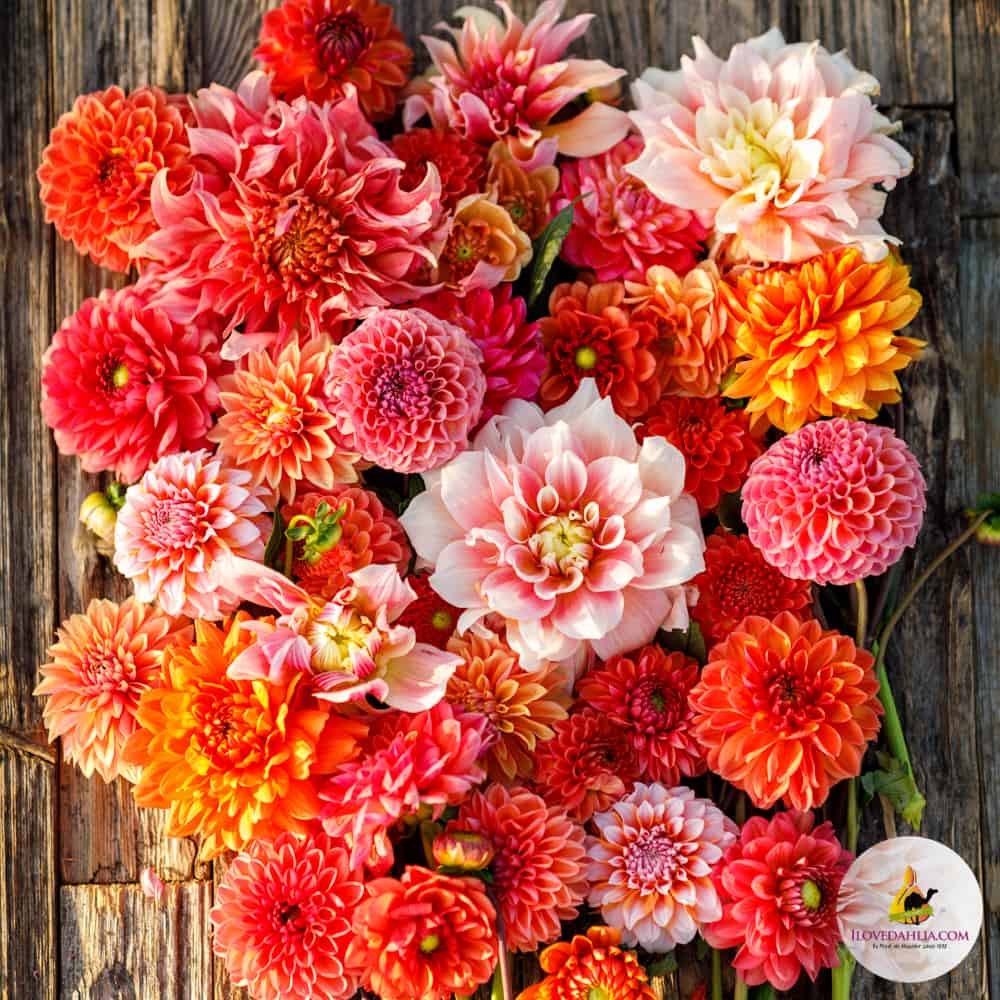 Dahlia Salmon Peach