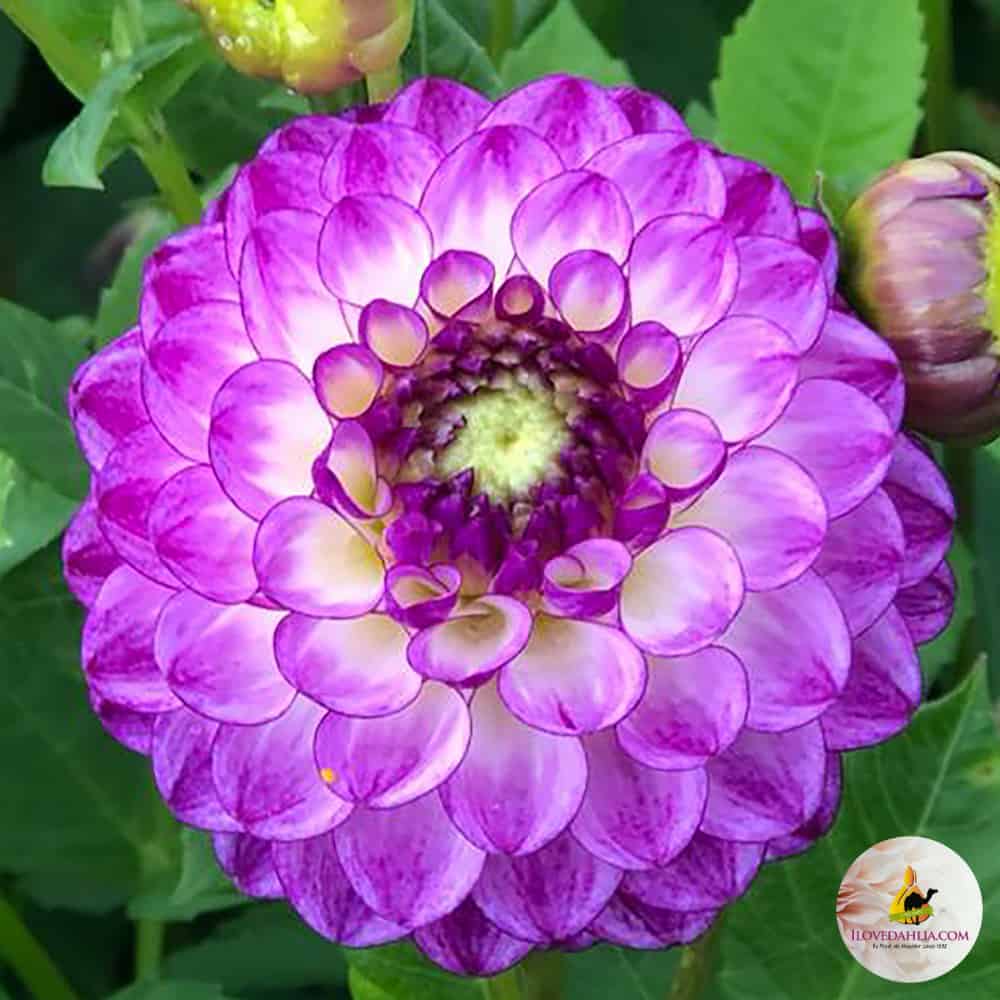 Dahlia Dreaming Maid