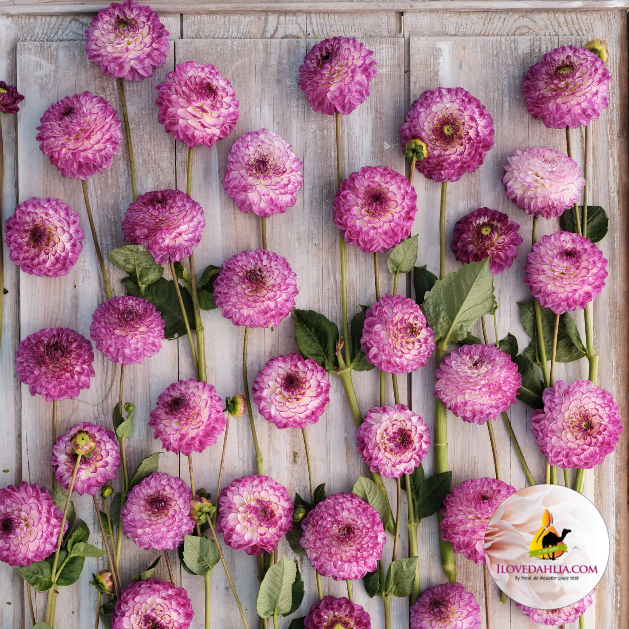 Dahlia Dreaming Maid