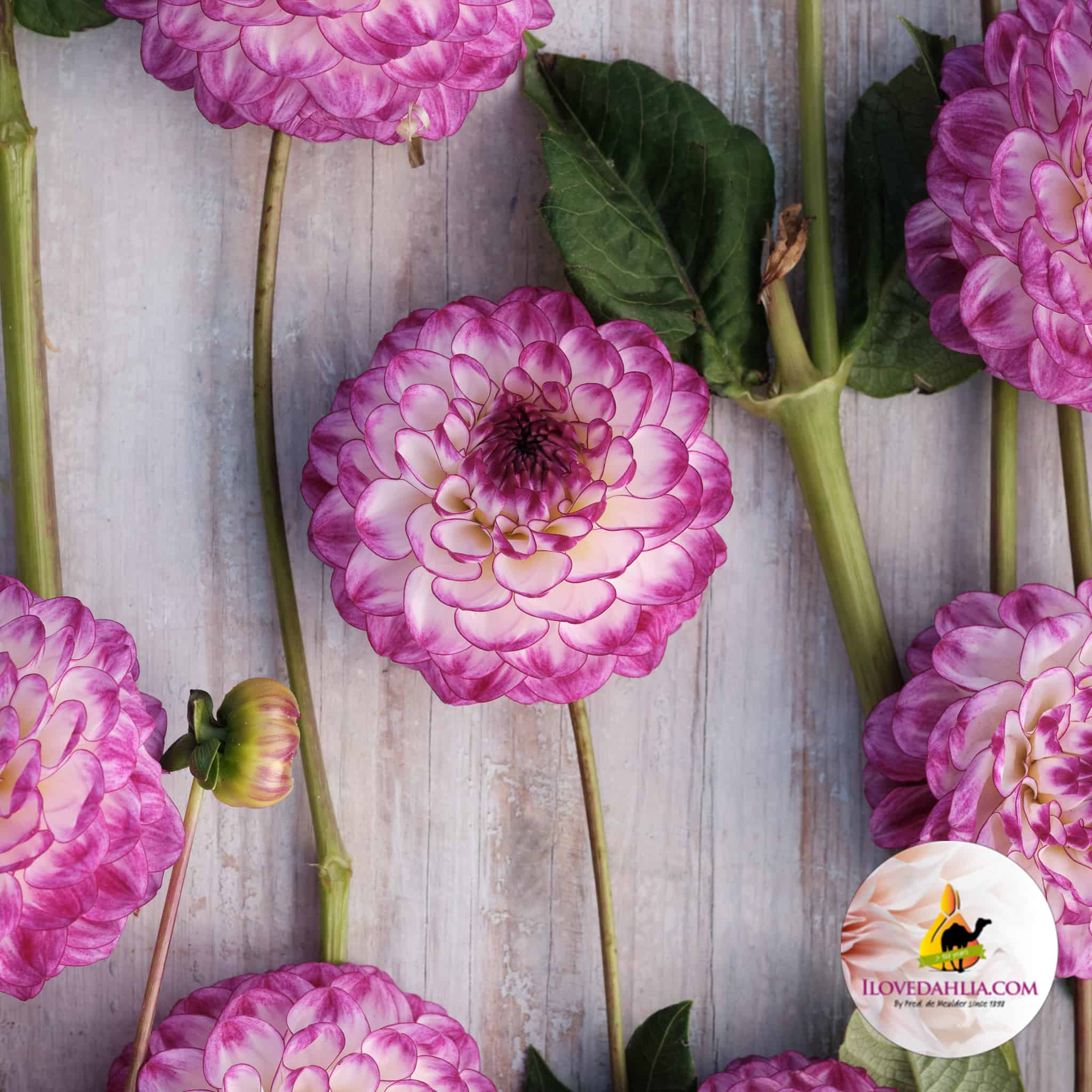 Dahlia Dreaming Maid