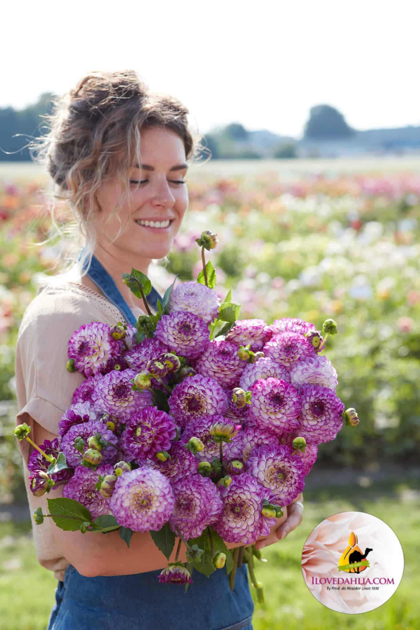 Dahlia Dreaming Maid