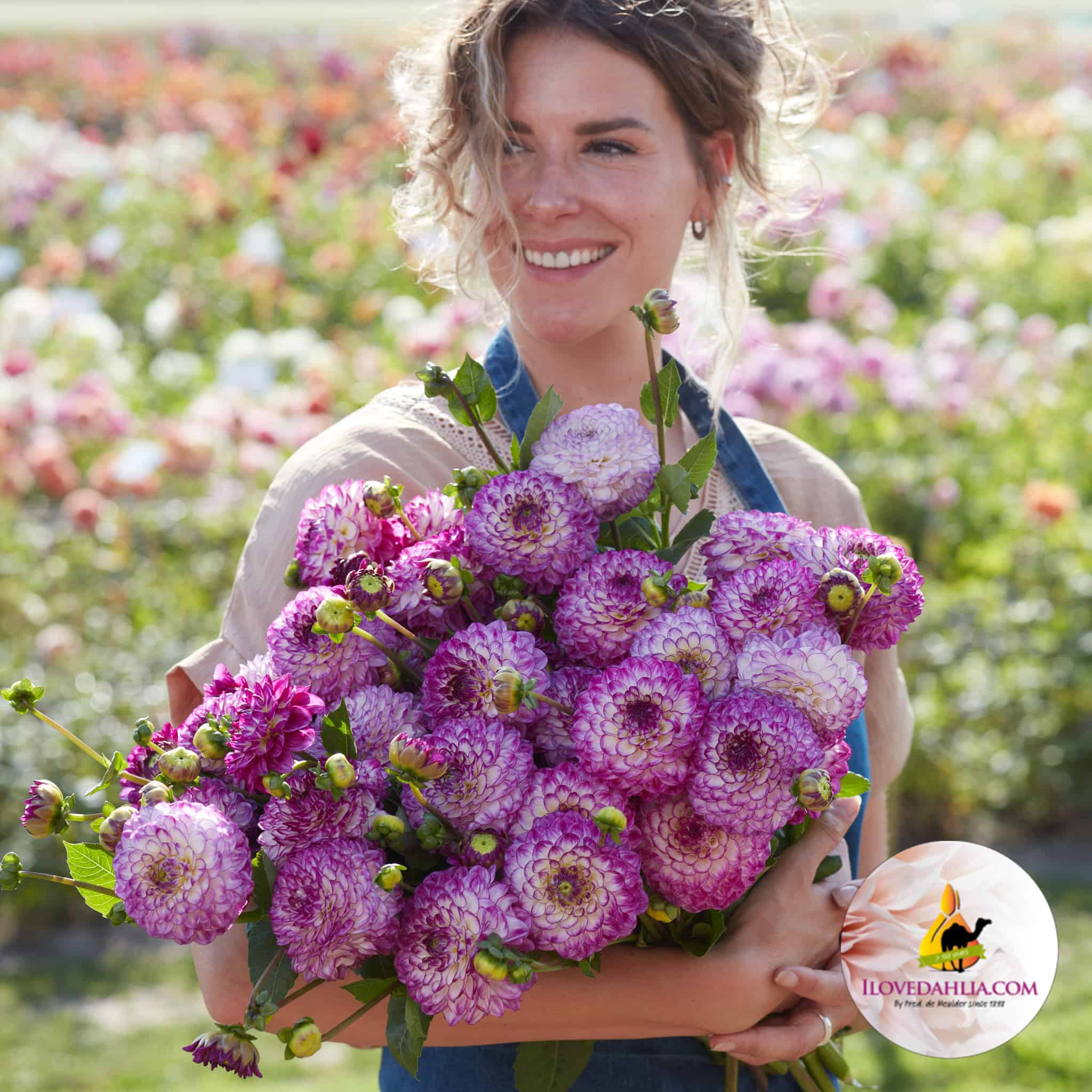 Dahlia Dreaming Maid