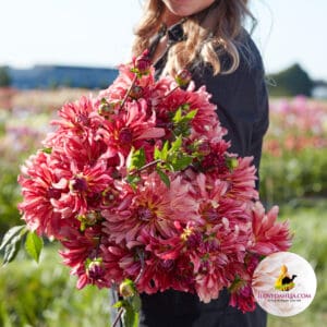 Dahlia Dutch Delight