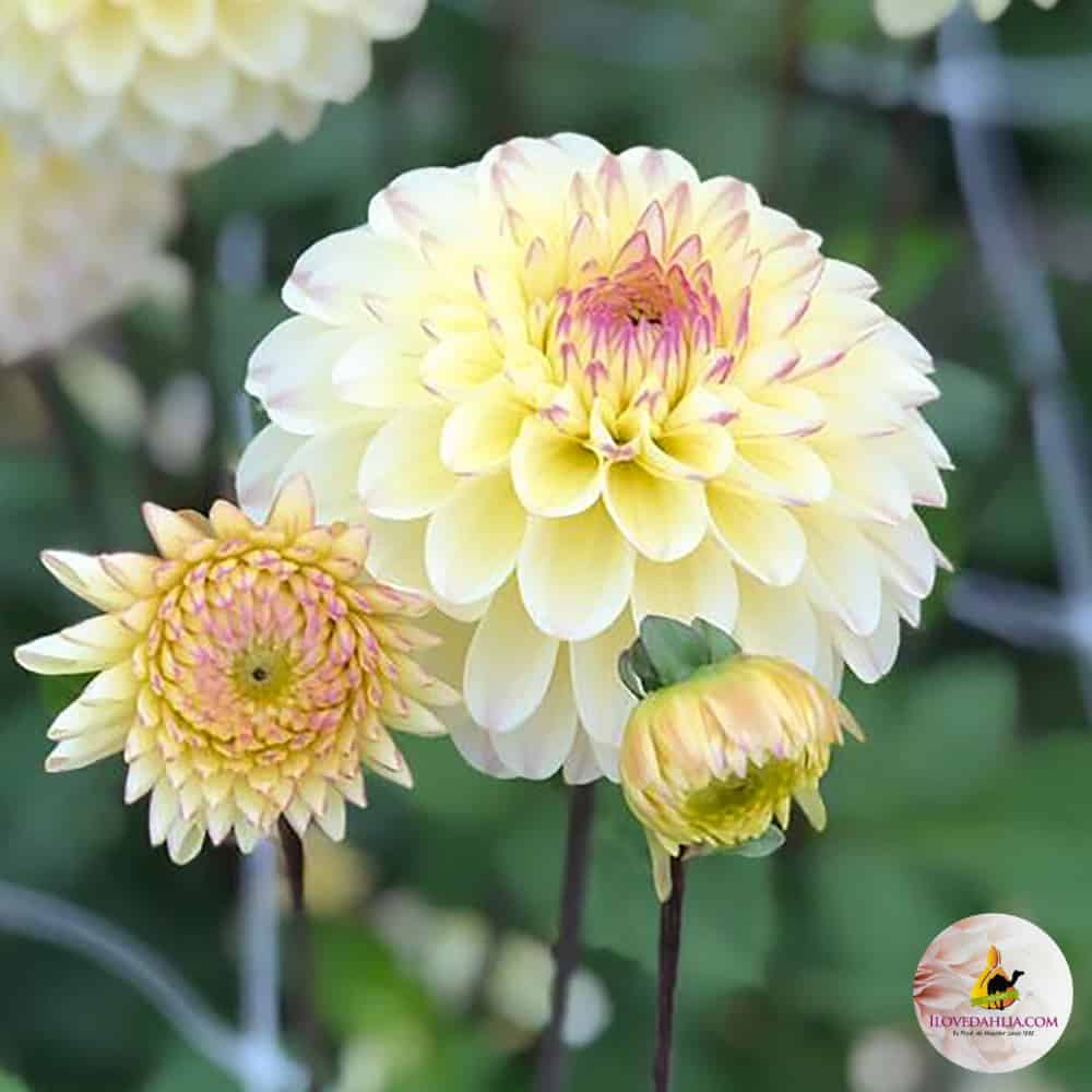 Dahlia Isa Favourite