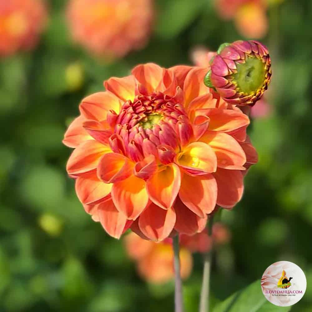 Dahlia Oranje Cassini