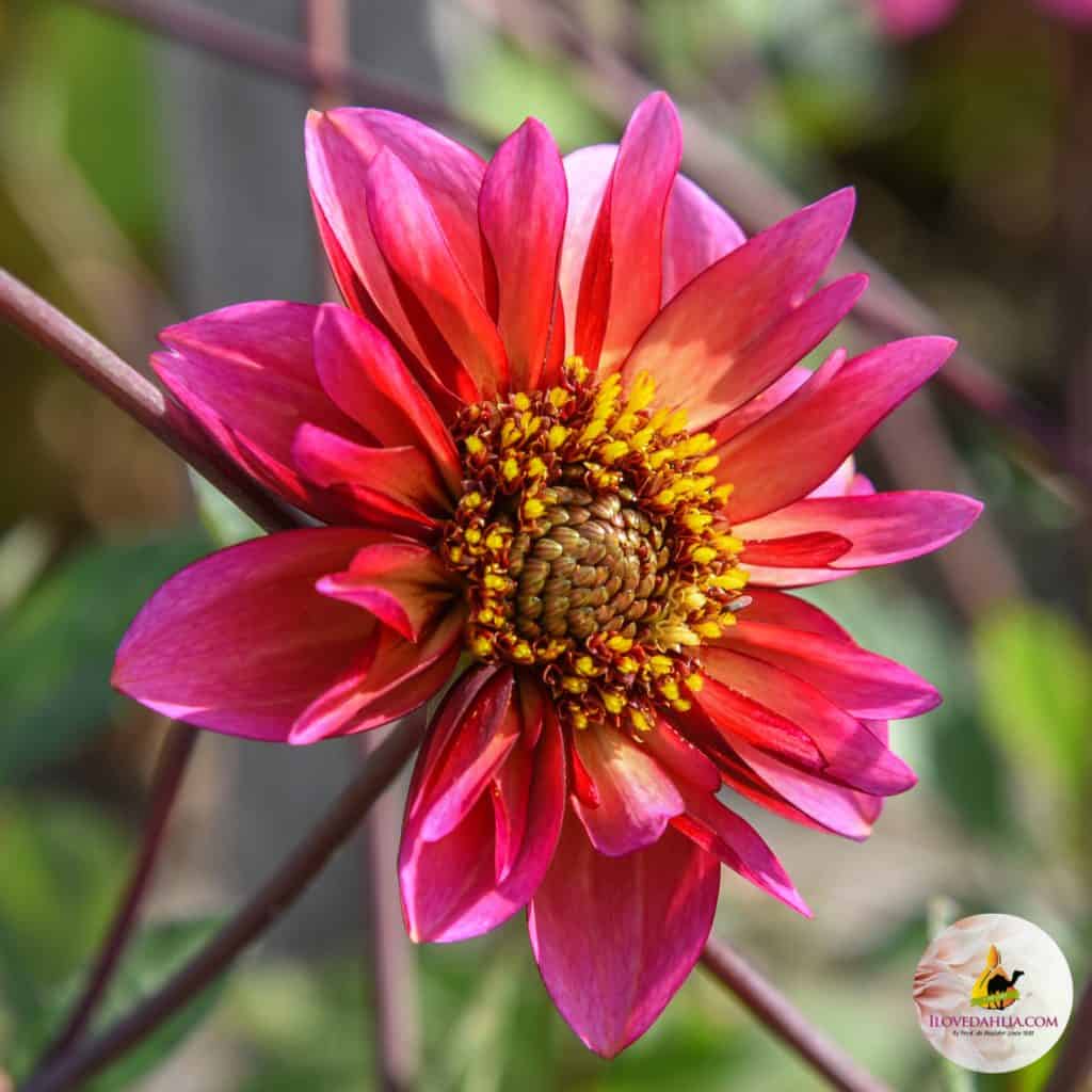 Dahlia Princess Nadine