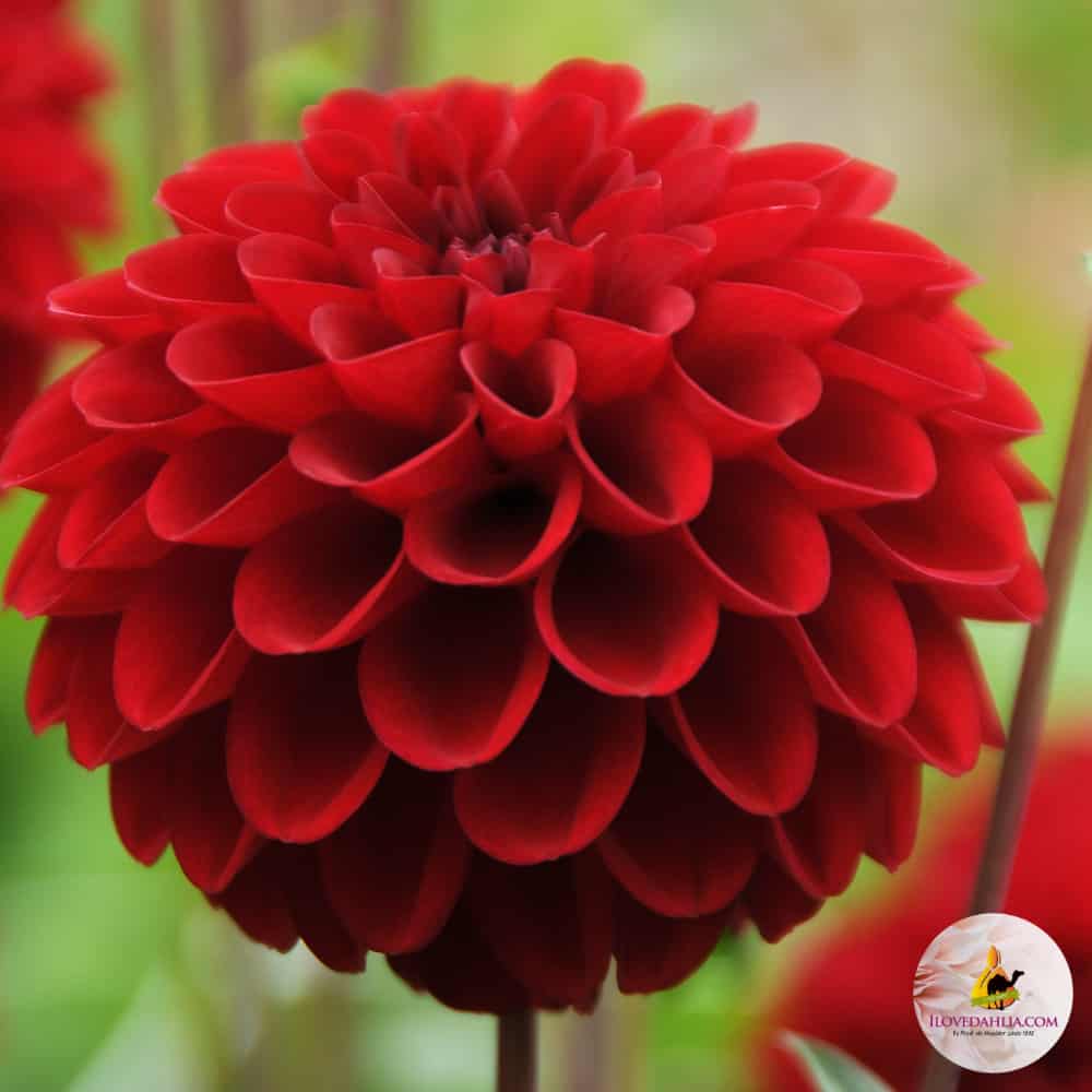 Dahlia Red Fox