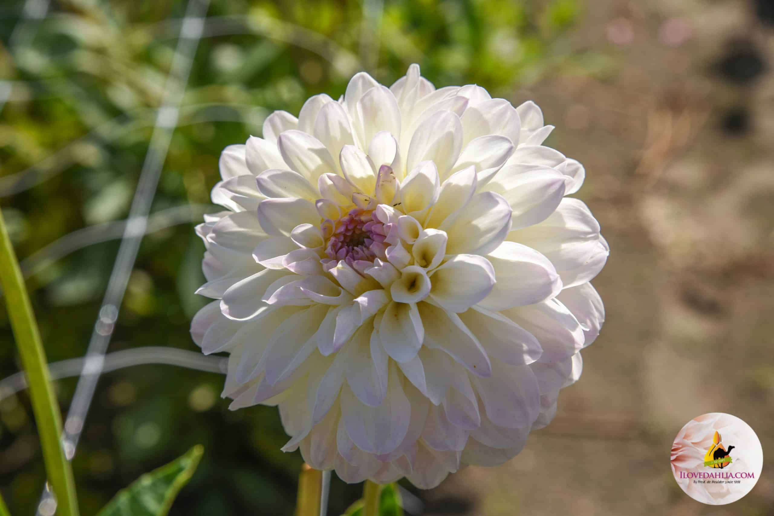 Ball Dahlia Smoothy