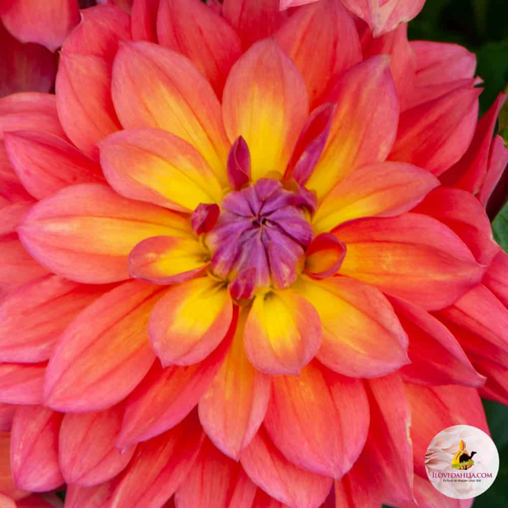 Dahlia Firepot