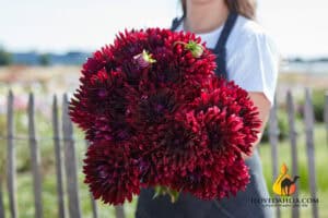 Holly Hill Black Beauty