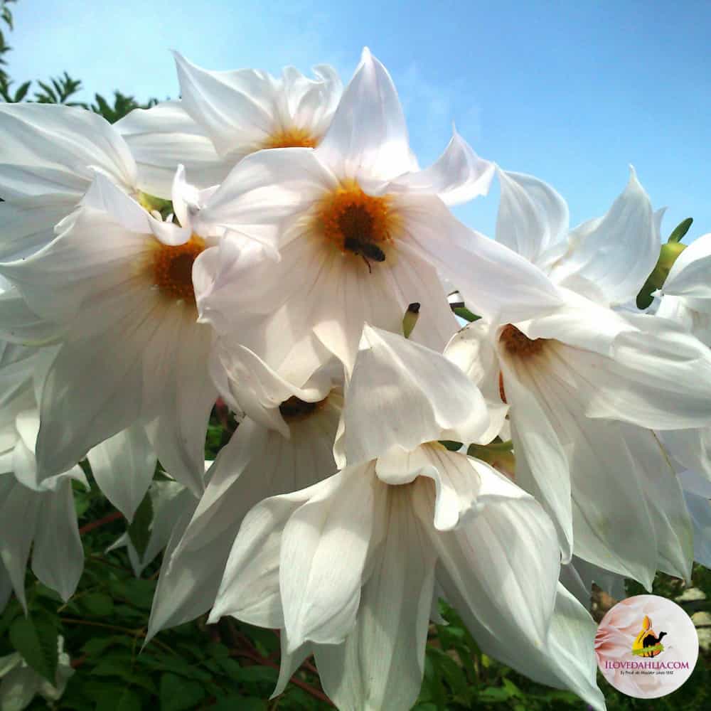 Dahlia Imperialis White