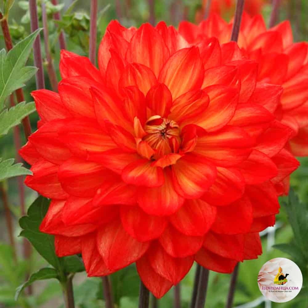 Dahlia Karma Fiesta®