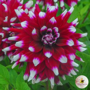 Dahlia Mistery Day