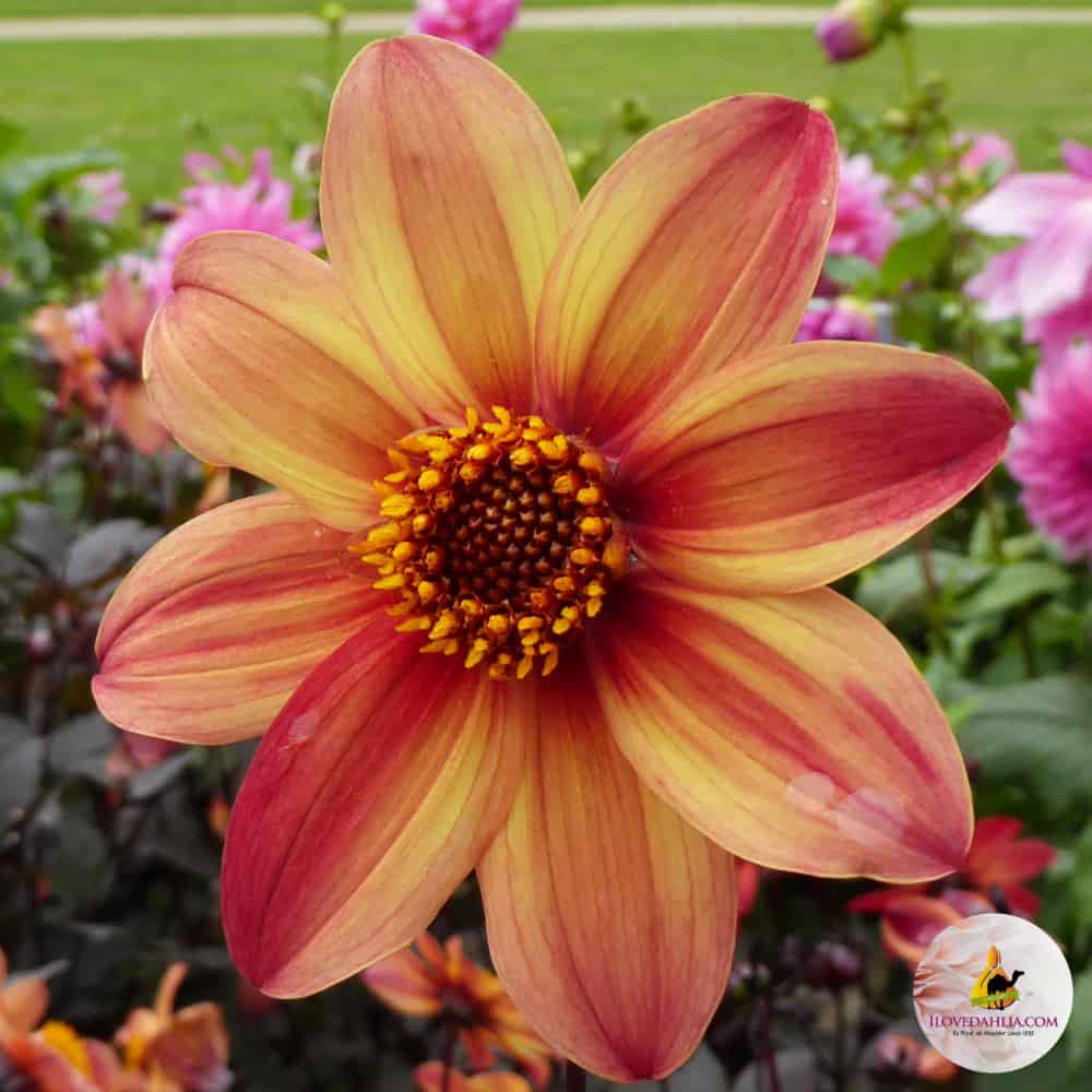 Dahlia Schipper's Bronze