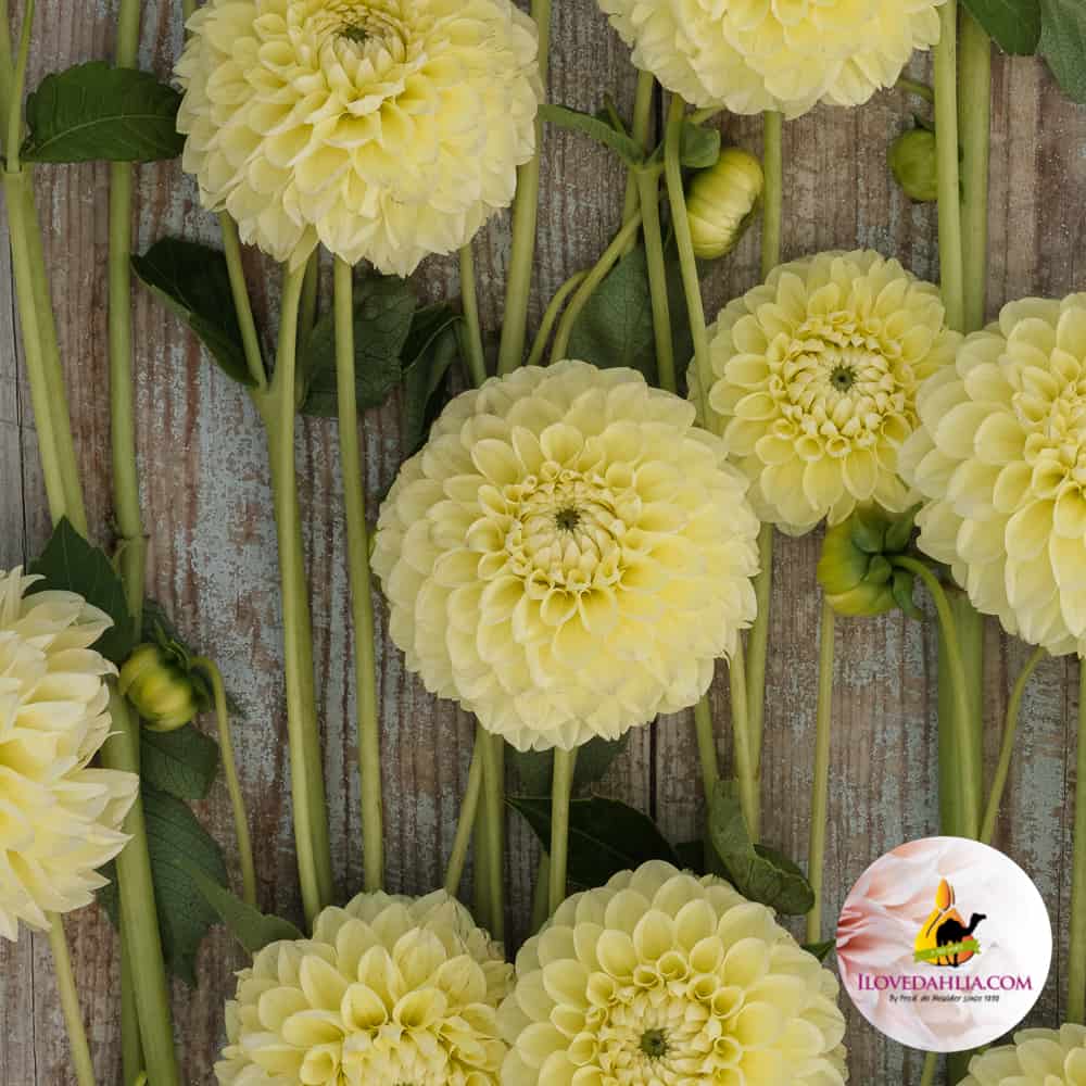 Dahlia Banana Baby - Image 4