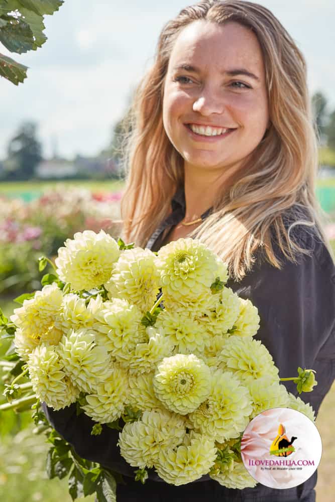 Dahlia Banana Baby - Image 3