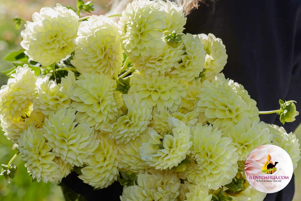 Dahlia Banana Baby - Image 2