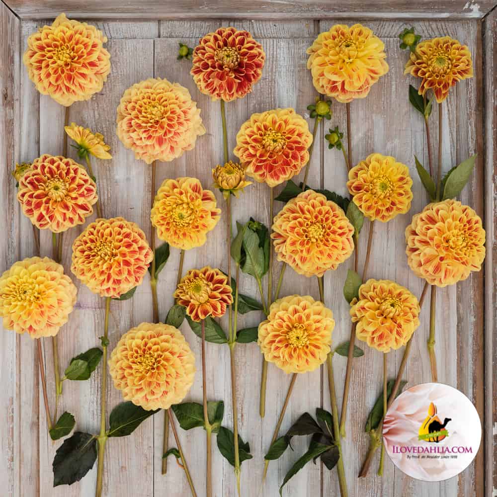 Dahlia Cape Town - Image 4