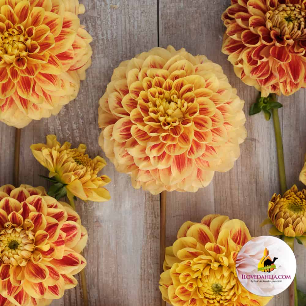 Dahlia Cape Town - Image 3